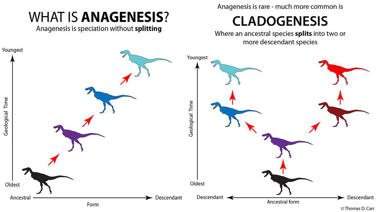Anagenesis vs. cladogenesis